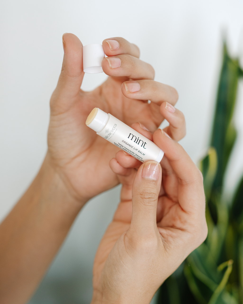 Mint Tallow Lip Balm